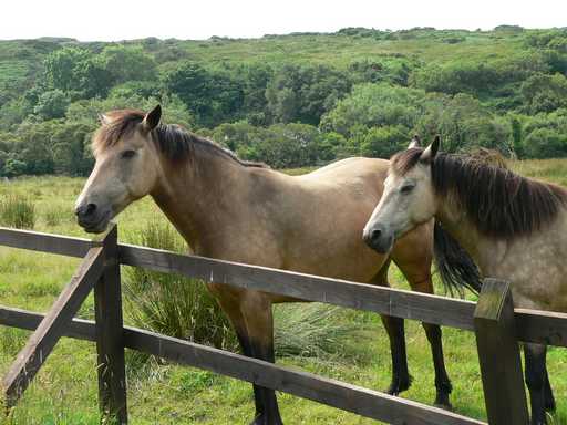 Connemara ponies