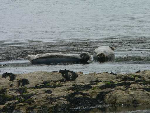 Seals on Rathlin Island